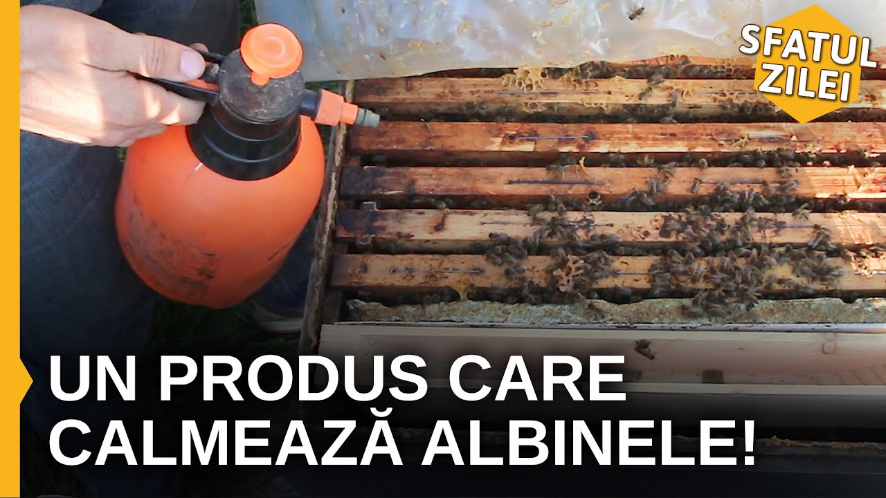 Un produs care CALMEAZA ALBINELE - Sfatul Zilei