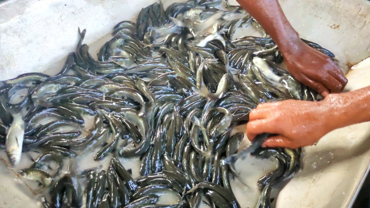 Incredible Fish In Jessore Fish Farm।। Fish Farm।।