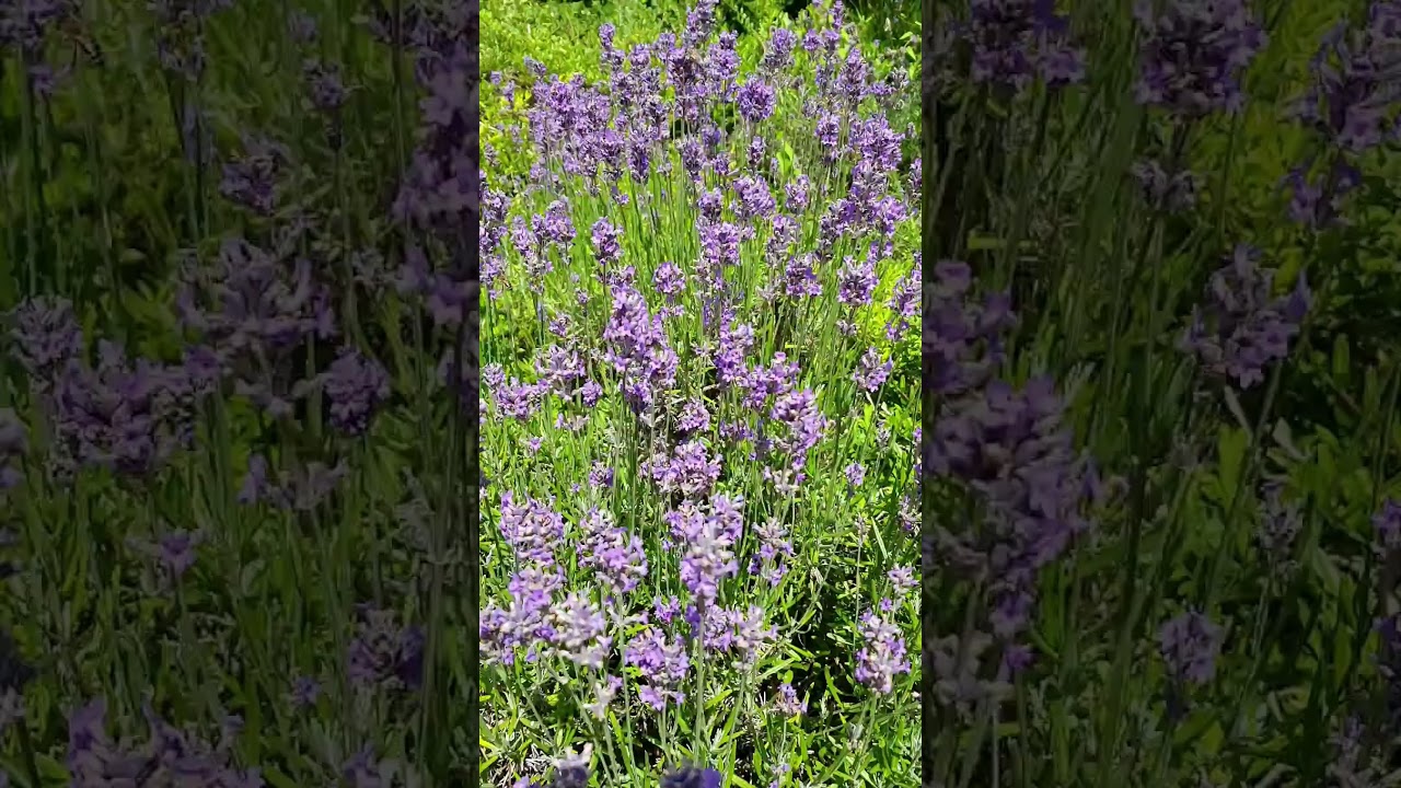 #lavender#nature #naturvideo #flowers #naturlovers#beautiful#love