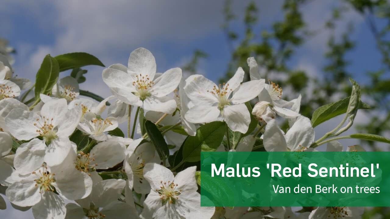 Malus 'Red Sentinel' - Van den Berk on Trees