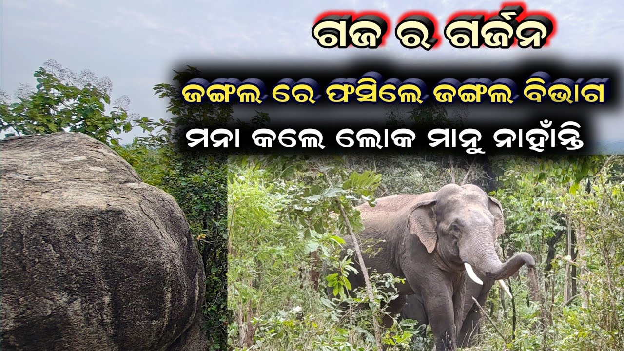 Jungle ରେ ଫସିଲେ jungle ବିଭାଗ || ହାତୀ ର ଗର୍ଜନ ରେ ଲୋକେ ଭୟଭୀତ || Elephant Attact Amamunda