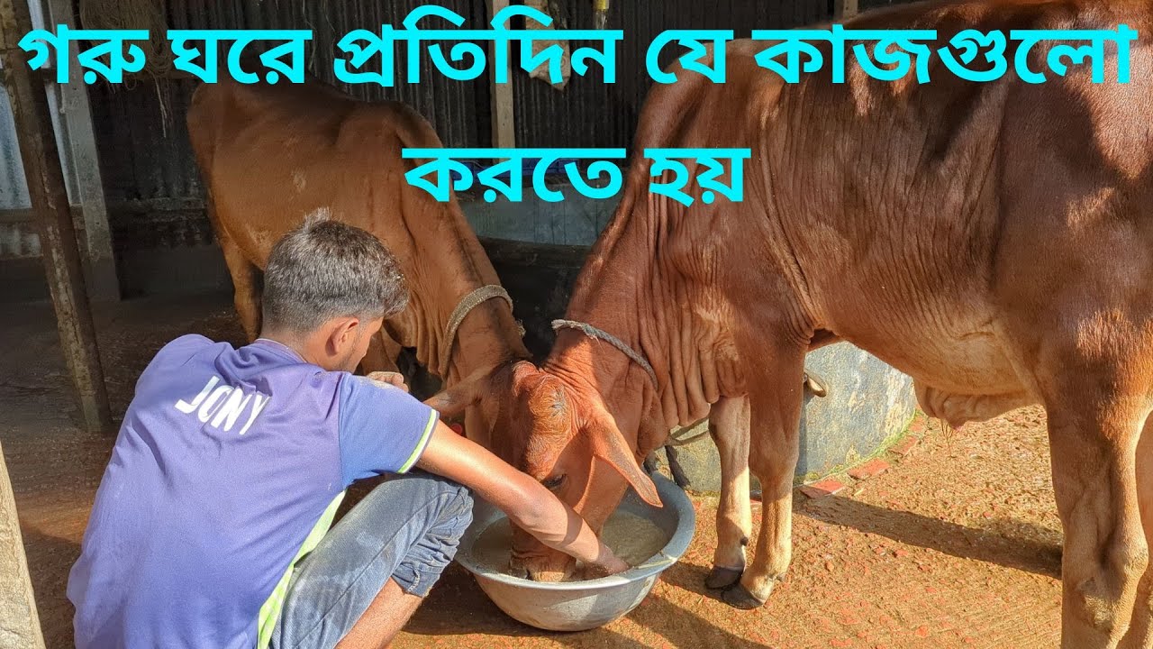গরু ঘরে প্রতিদিন যে কাজগুলো করতে হয়.............