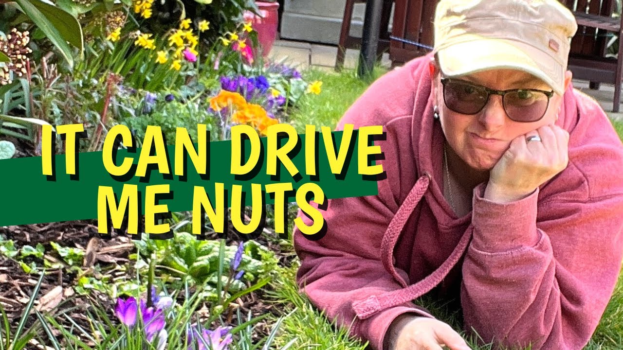 The garden can frustrate me too | March garden tour
