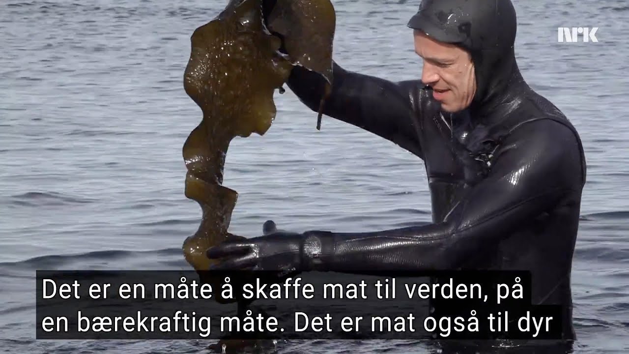 The food production of the future is in the sea