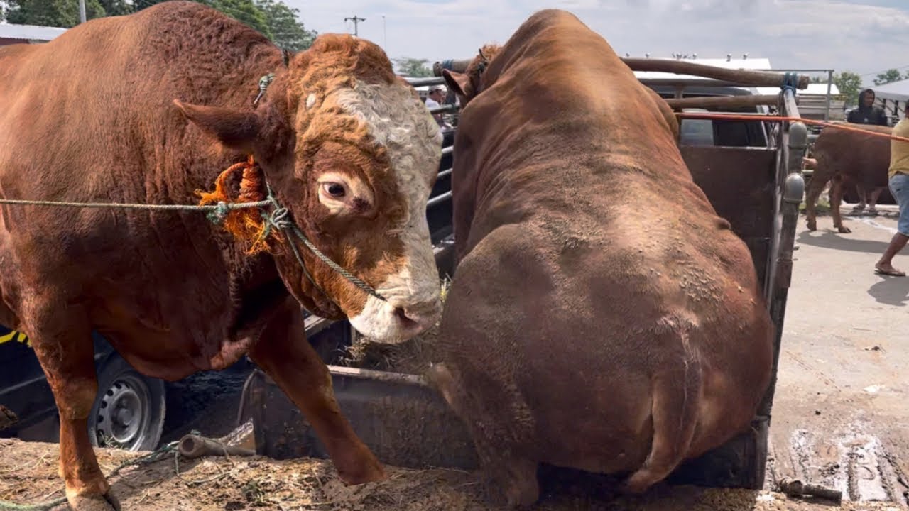 SAPI RAKSASA GENDUT TURUN DARI TRUK OLENG GULING LUCU SEKALI‼️🔥🔥🔥