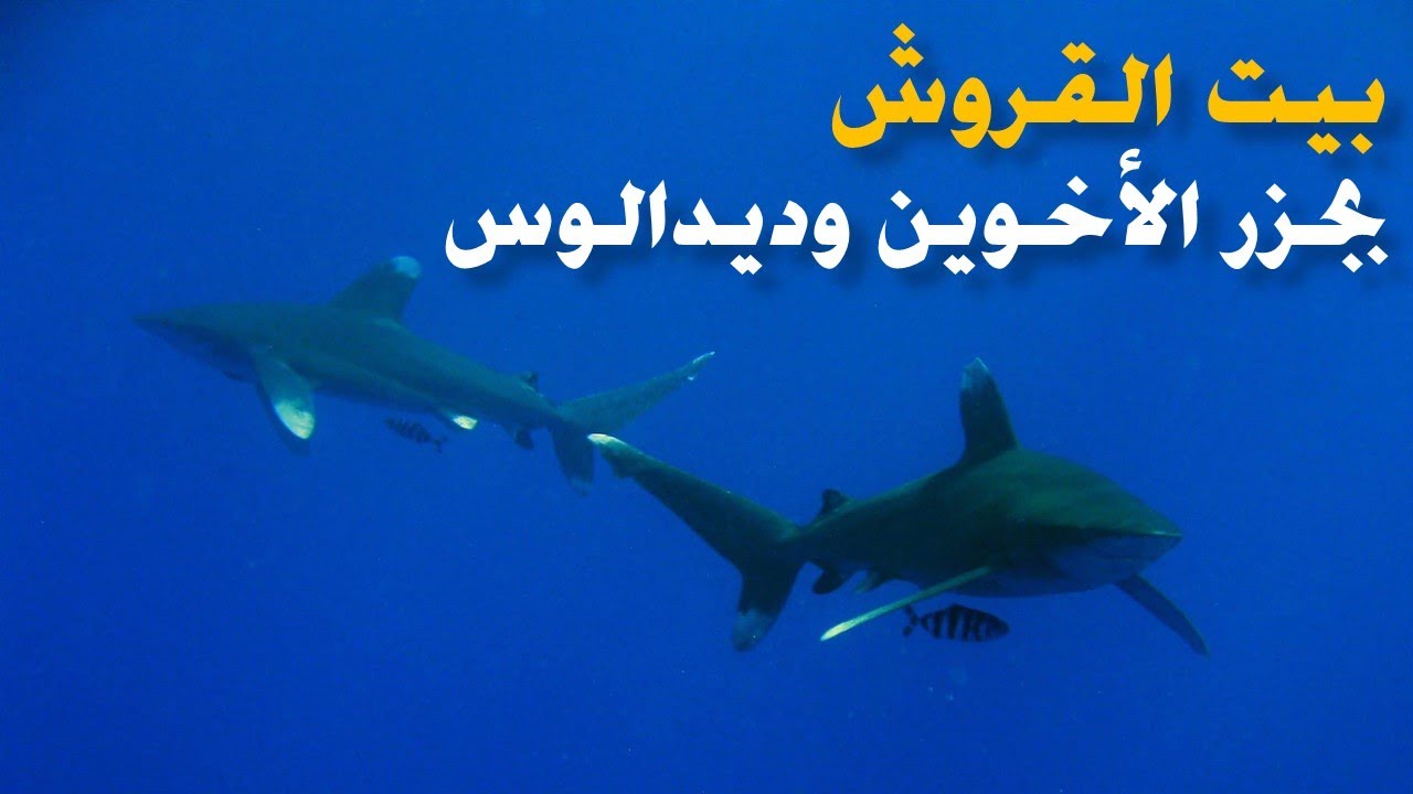 شرح غوصات القروش بجزر الأخوين وشعاب ديدالوس بجنوب البحر الأحمر المصري