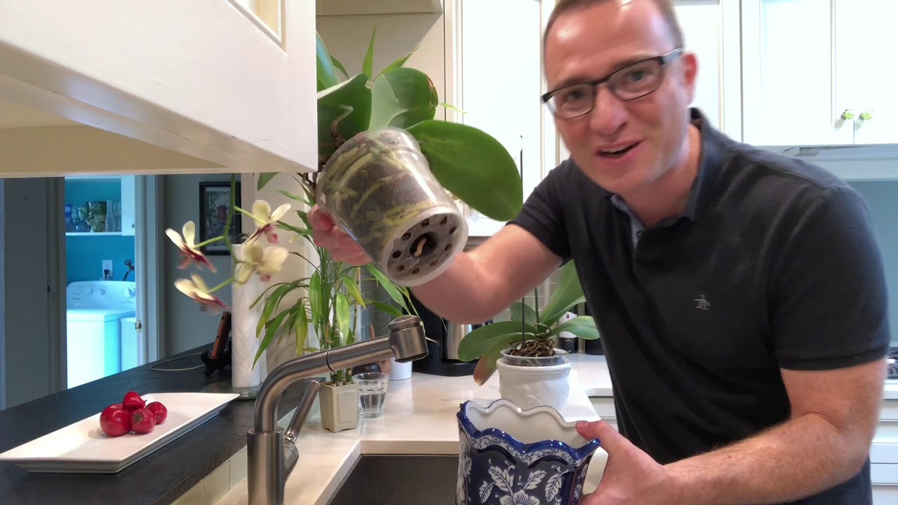 Moth Orchids:  How to Water Orchids Indoors
