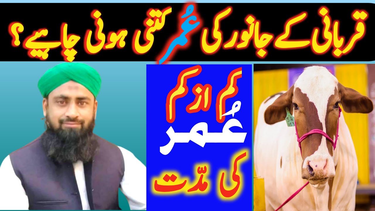 Qurbani Ke Janwar Ki Umar Kitni Honi Chaiye || Kam Ai Kam Umar Ki Muddat || Qari Ilyas Chohan TV