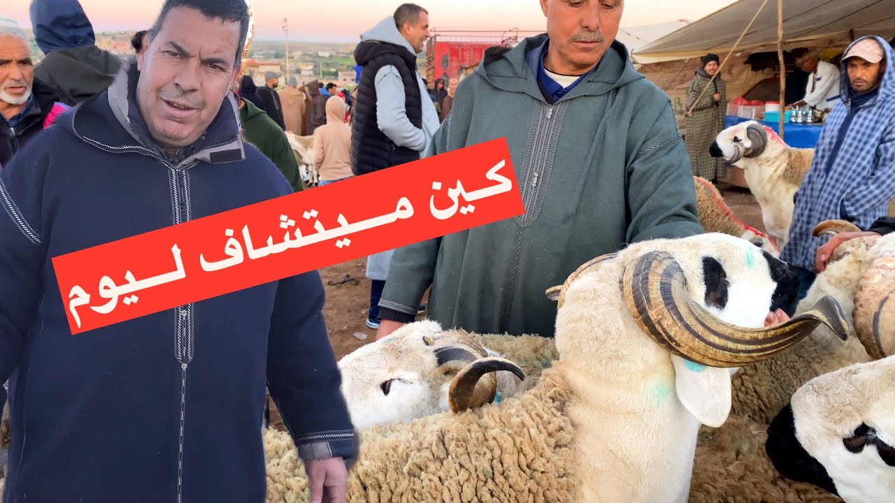 مباشرة من سوق البروج 01/02/2026 خير موجود🐏والتمن كين🔥