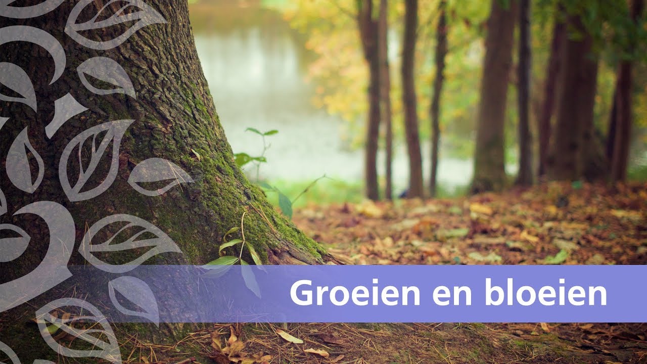 Waarom een kind sterke wortels nodig heeft