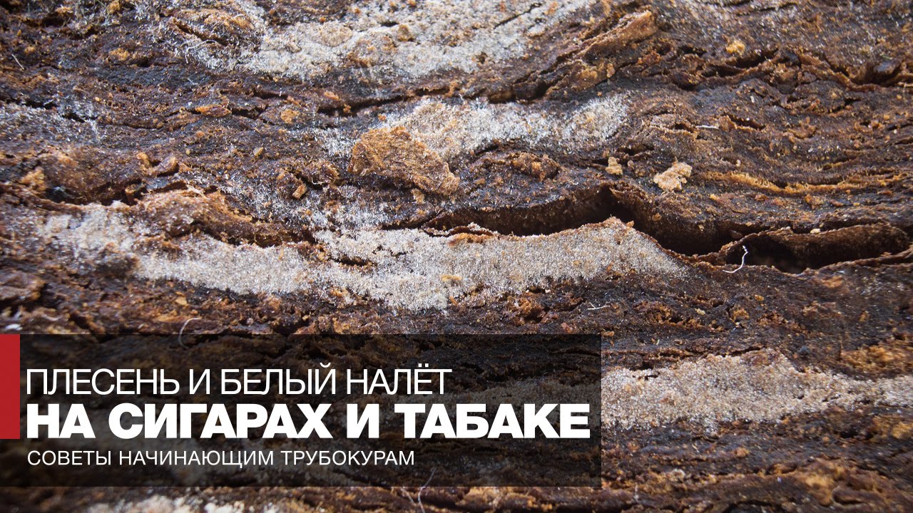 Плесень и белый налёт на табаке и сигарах - что это такое? // Советы начинающим