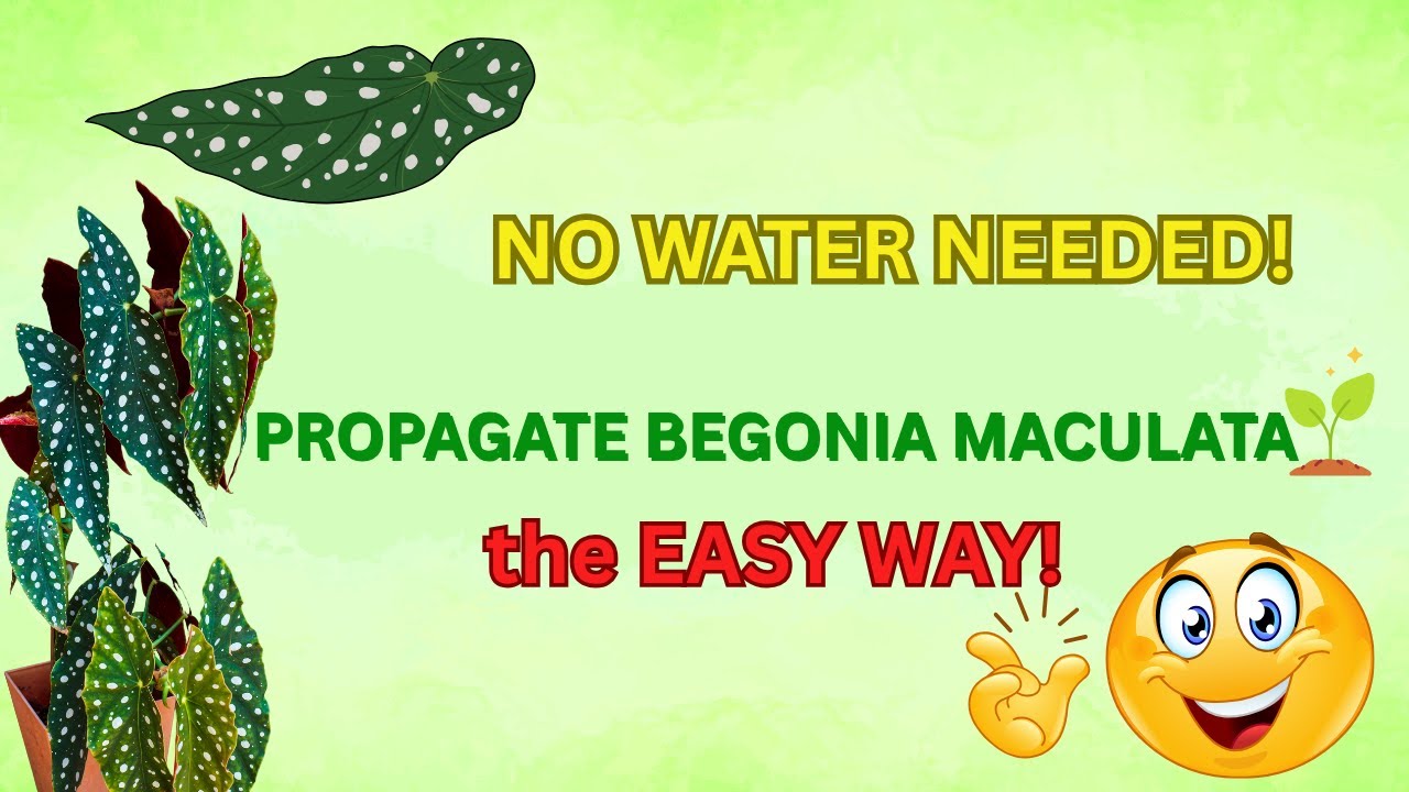 EASY BEGONIA MACULATA PROPAGATION MADE SIMPLE!  
