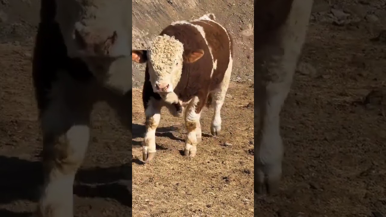 Big simmental bull 😱😱🐄🐄 #simmental #fypシ #bull #fypシ゚viral