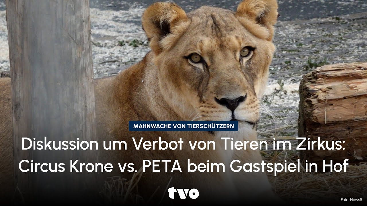 Diskussion um Verbot von Tieren im Zirkus: Circus Krone vs. PETA beim Gastspiel in Hof