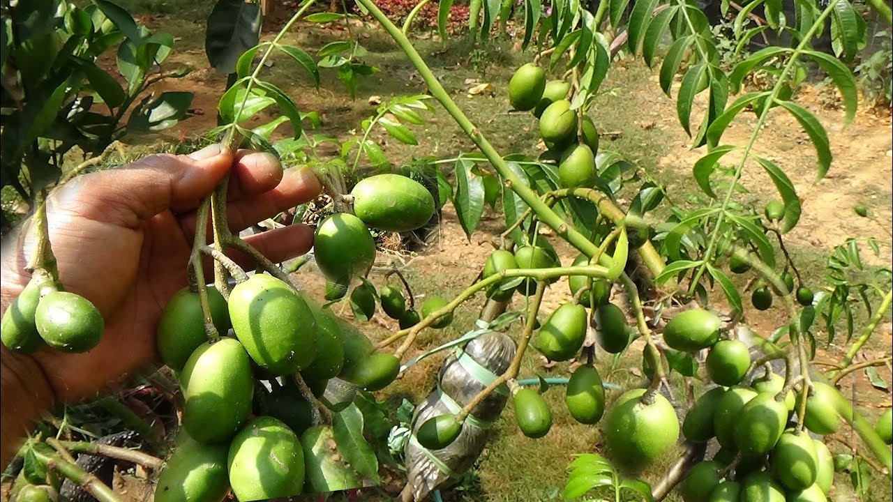 Inilah KEDONDONG MINI  Super Genjah Yang Berbuah Sepanjang Tahun Cocok Tabulampot