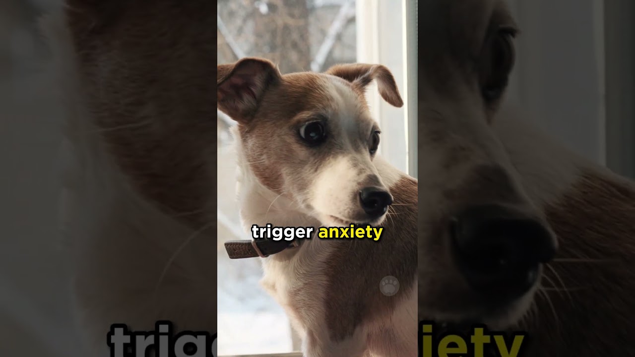 Why Does My Dog Fear Thunderstorms? #dogs