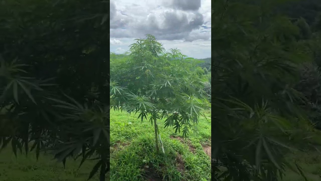 Outdoor cannabis plant update       #shorts #cannabis