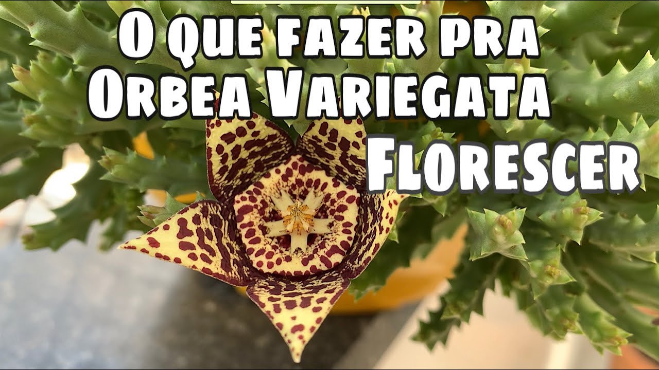 Orbea Variegata Floração e Dicas de Cultivo
