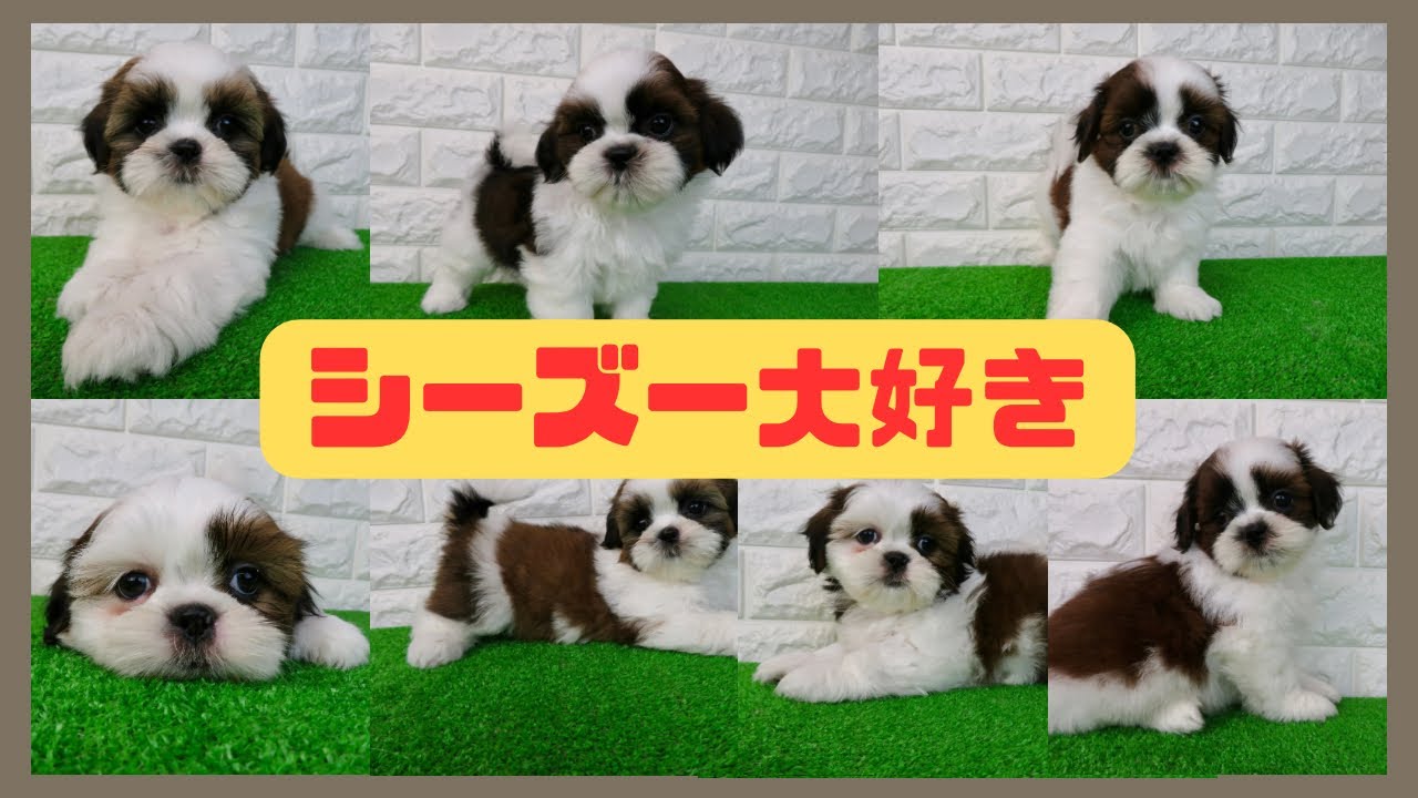 生後8週間♡もふもふシーズー4姉弟の可愛さに癒されてください♪【2025年3月31日生まれ】