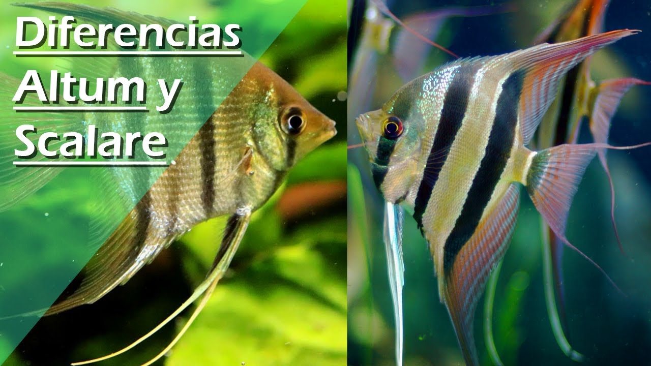 49🎏.- DIFERENCIAS entre pez ALTUM y pez ESCALAR / ANGEL [ Que no os enga&ntilde;en]