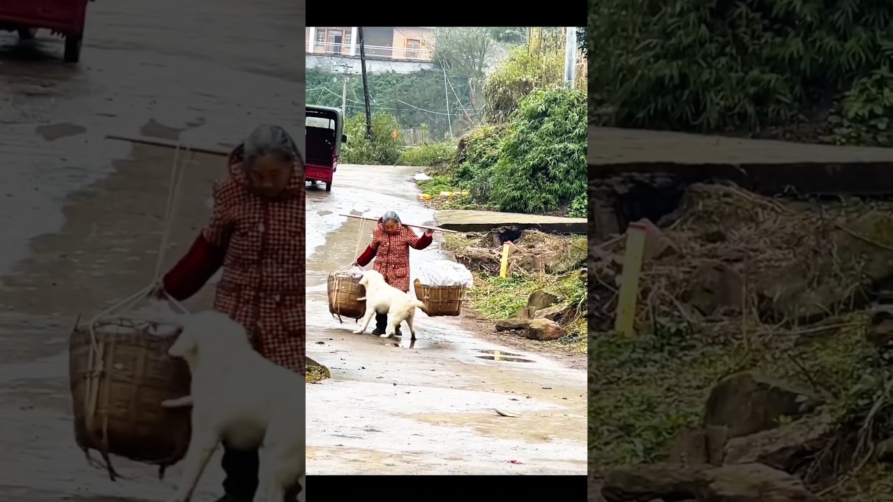 dog help to old lady 😔🥺 #dogshorts #doghelp #cutepuppy #cutedog #women #4kstatus #shorts