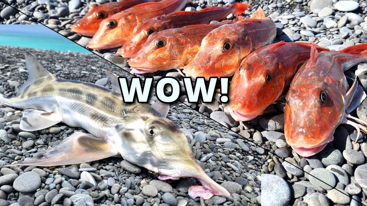So Many Fish! Surfcasting for Gurnard and Elephant Fish In Canterbury, New Zealand