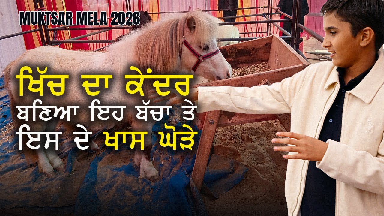 Live: Pony Horse (USA Imported) | Waris Stud Farm | Muktsar Horse Fair 2026 | Punjab Breed