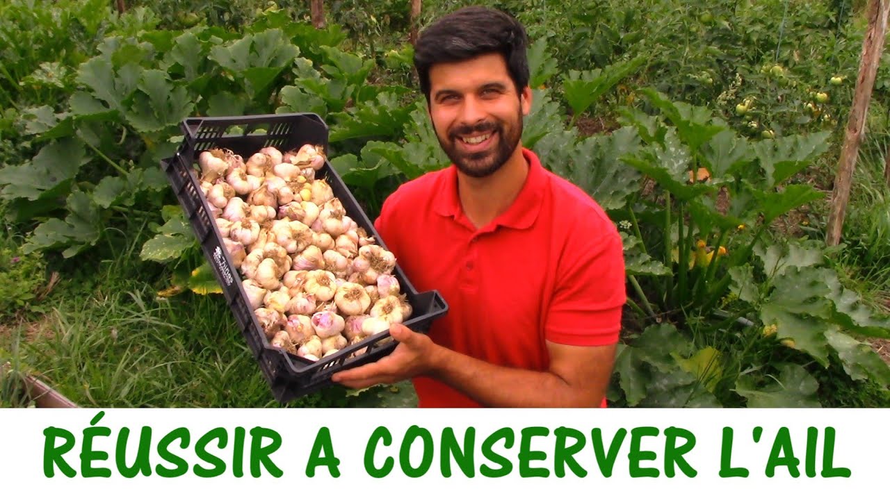 RÉUSSIR A CONSERVER L'AIL DU POTAGER