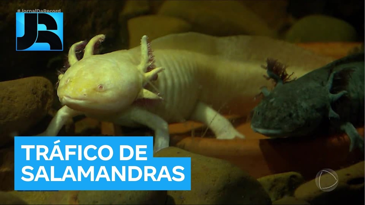 35 salamandras apreendidas em operação contra o tráfico de animais são levadas para zoológico no RS