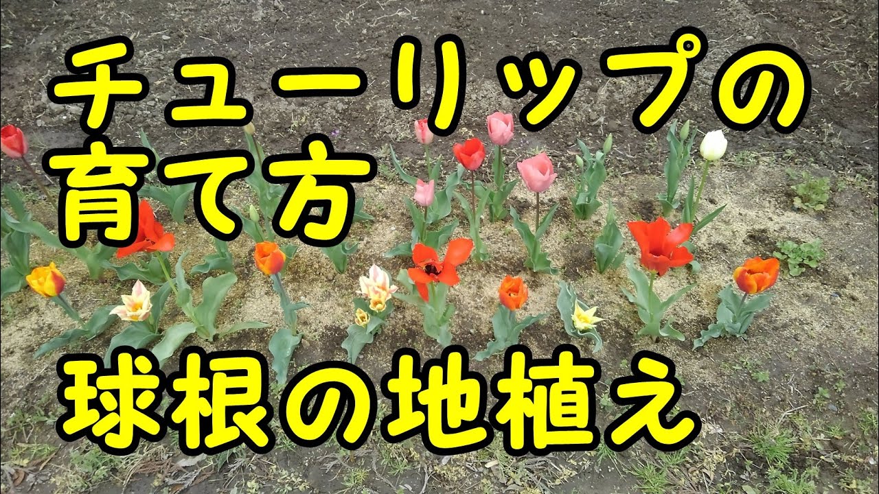 チューリップの育て方　球根の地植え