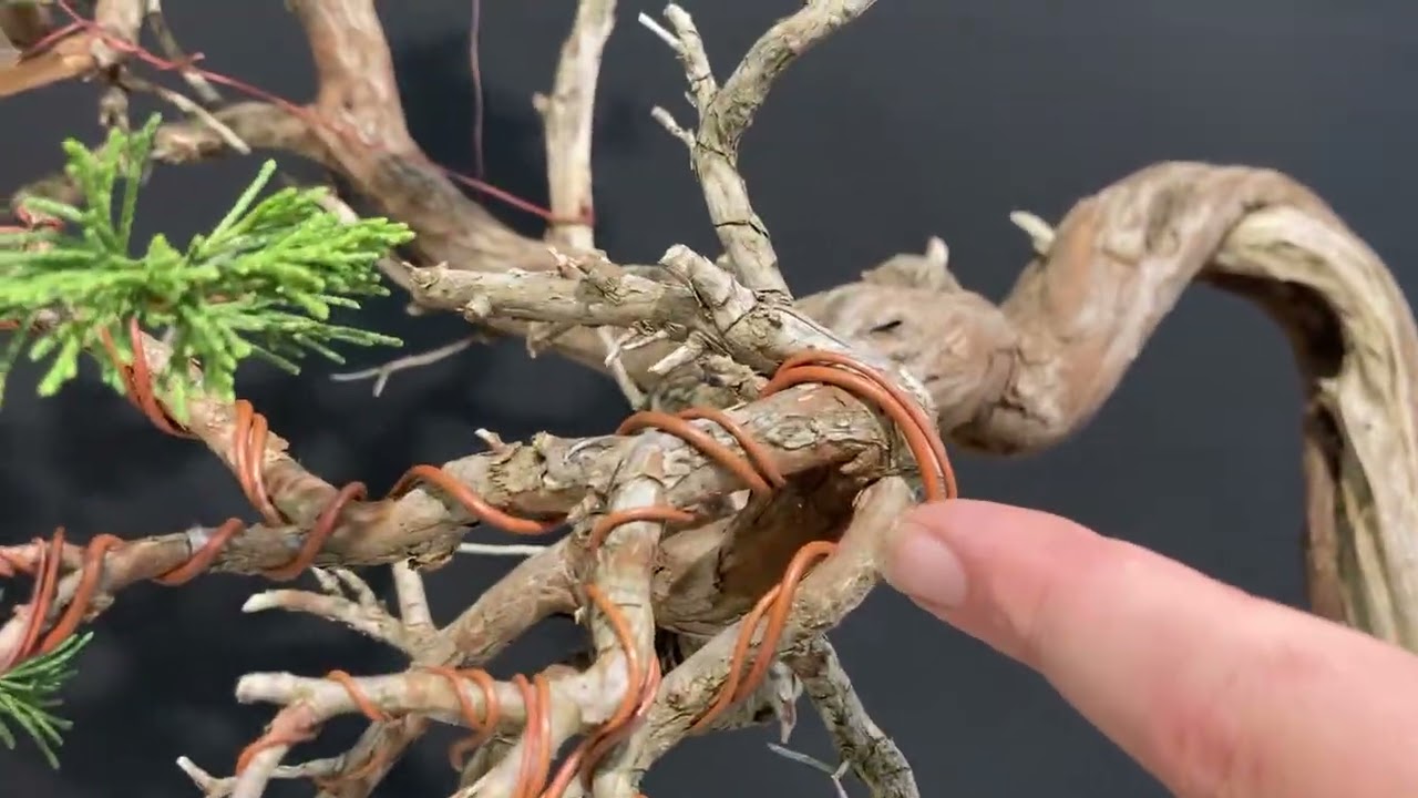 Percorso del bonsai video 9 seconda parte ginepro Sabina fine lavorazione 