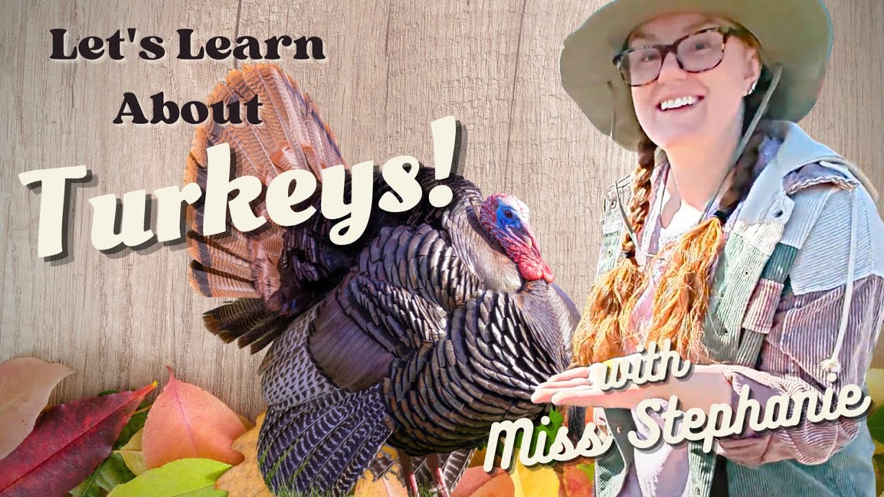 Turkey Farm Virtual Field Trip, Learn About Turkey Facts for Preschool, Elementary, Homeschool Kids