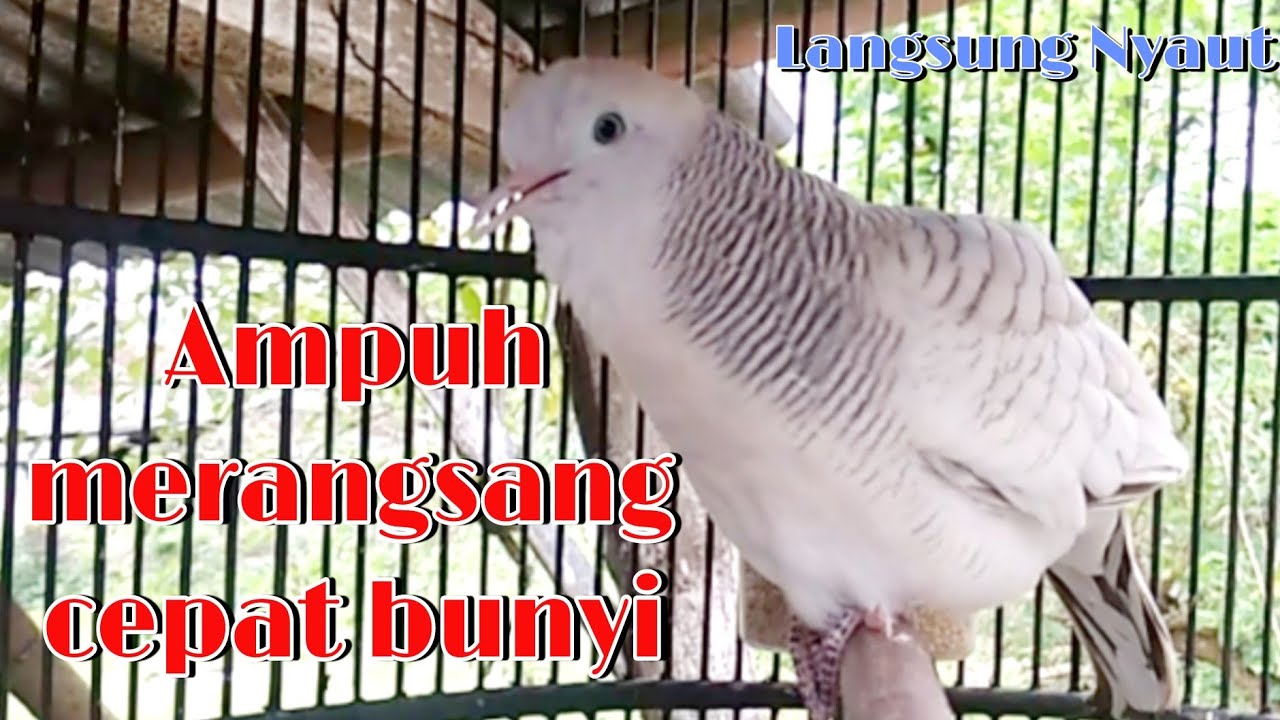 Suara perkutut silver gacor ampuh buat pancingan