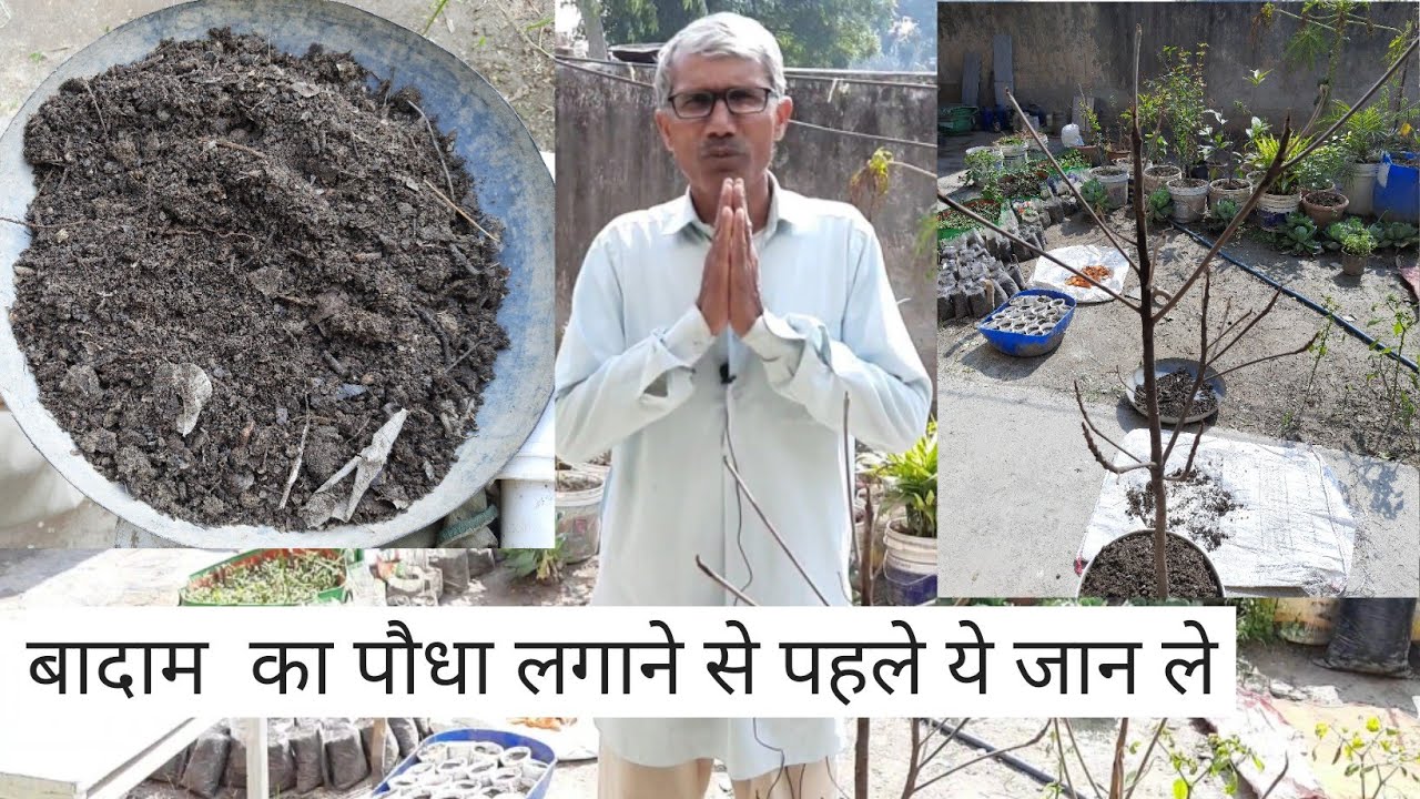 बादाम का पौधा लगाने की सही जानकारी ?