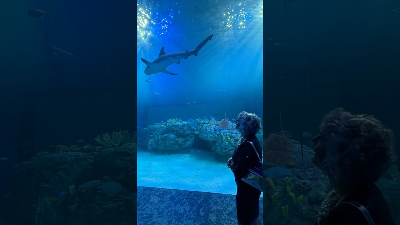 Sarasota&rsquo;s New Mote Aquarium: My First Look!  #LoveFL
