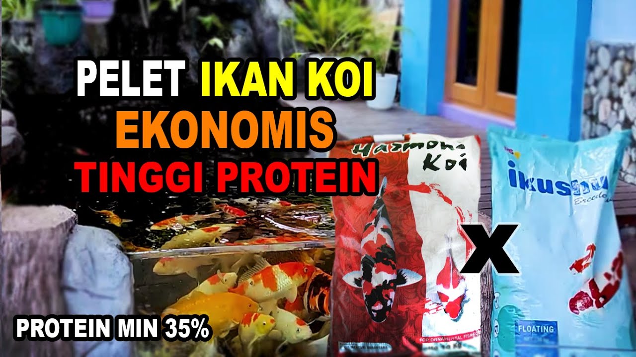 Pelet Koi Ekonomis dengan Protein Tinggi  | Ikushu Breeder Plus x Harmoni koi