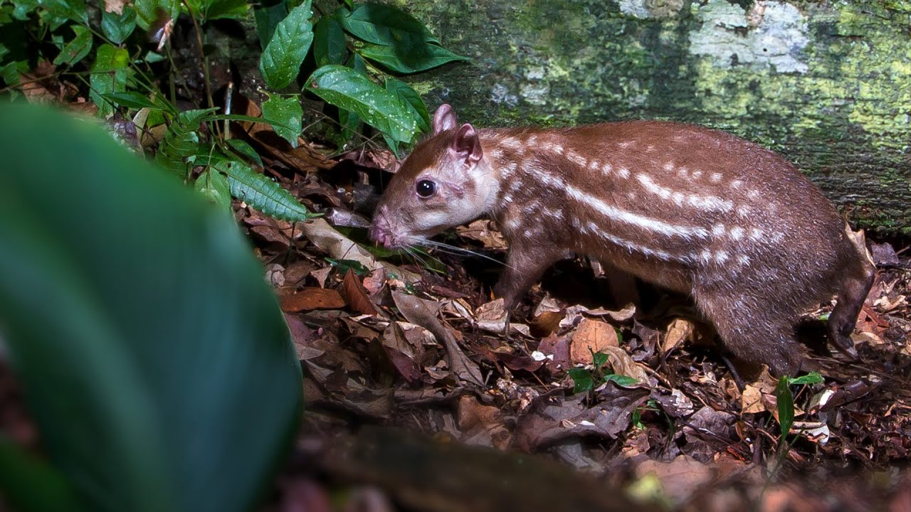 Paca Calls - The sounds of Lowland Pacas interacting at night in the Amazon rainforest.
