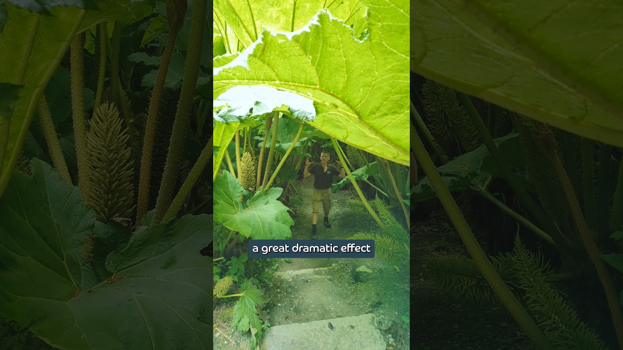 The GIANT Of The Garden 🌱 #gunnera #giantrhubarb