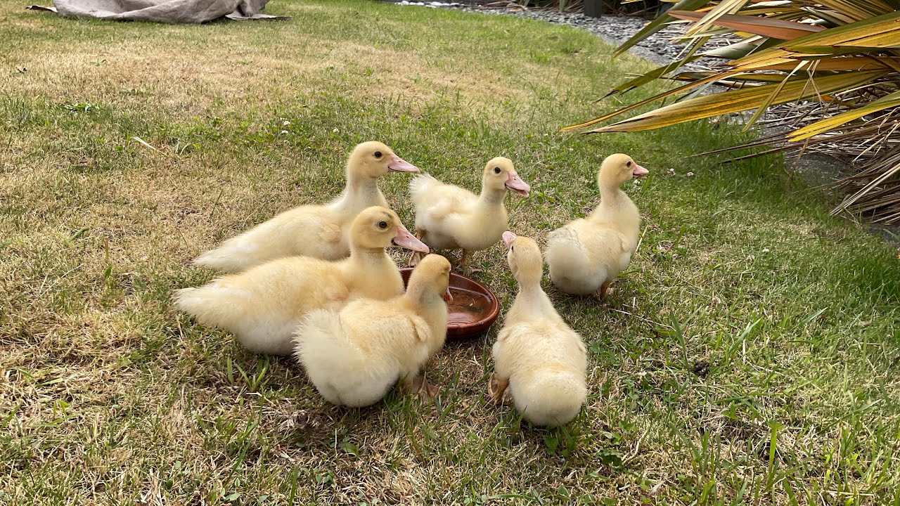Another duck routine 