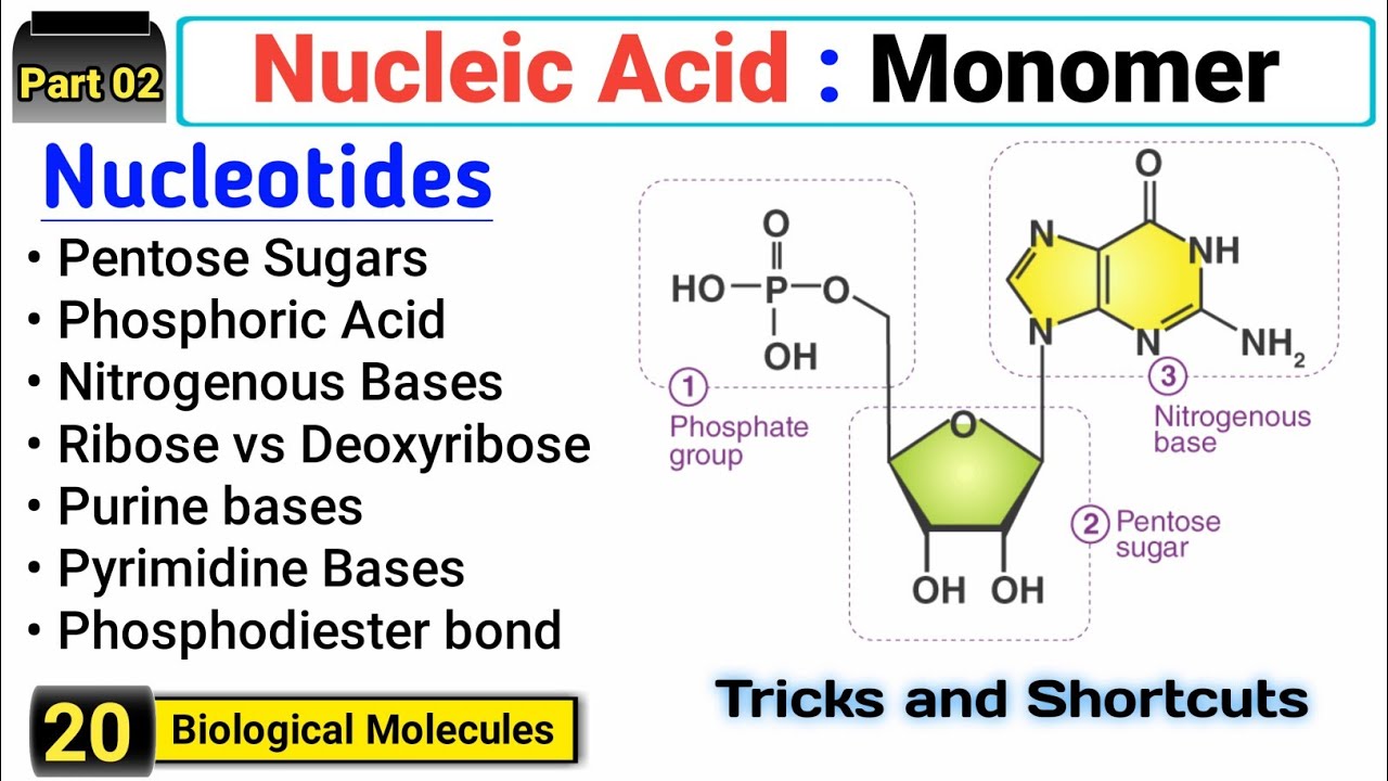 Nucleotides | Pentose Sugars, Phosphoric Acid and Nitrogenous Bases | Complete Concept