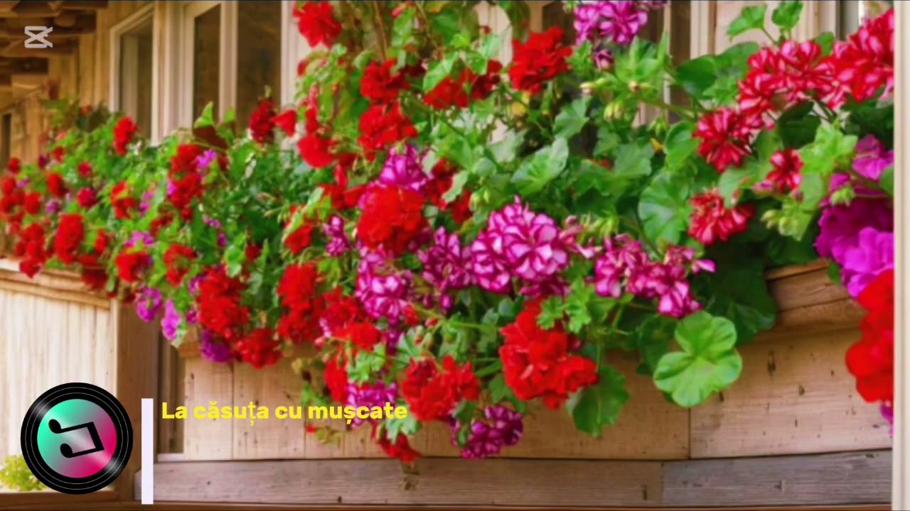 La căsuța cu mușcate - 🅳🅹.🅼🅰🅽🆃🆉🆈