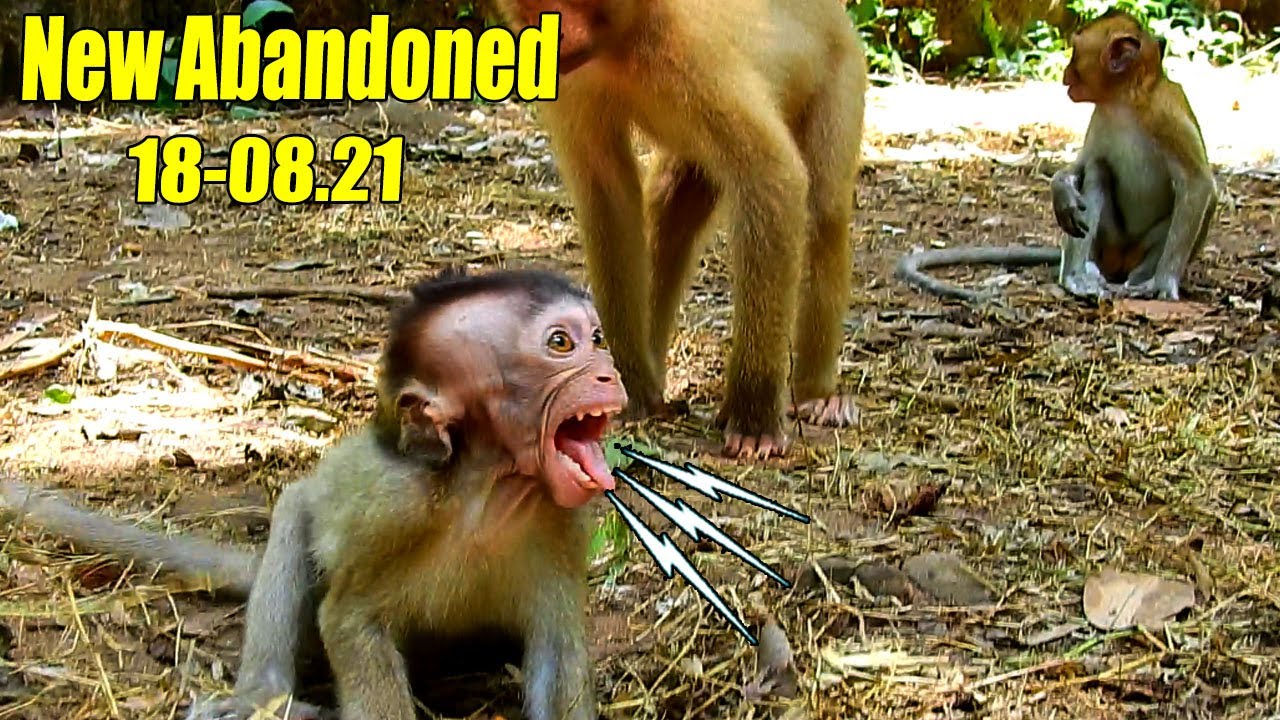 New Update Million Sad! This New Abandoned Monkey In This Park And He's So S-hock To Everyone Here.