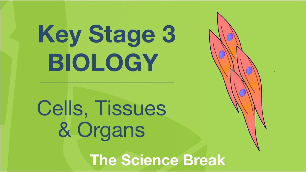 Key Stage 3 Biology - Cells, Tissues and Organs