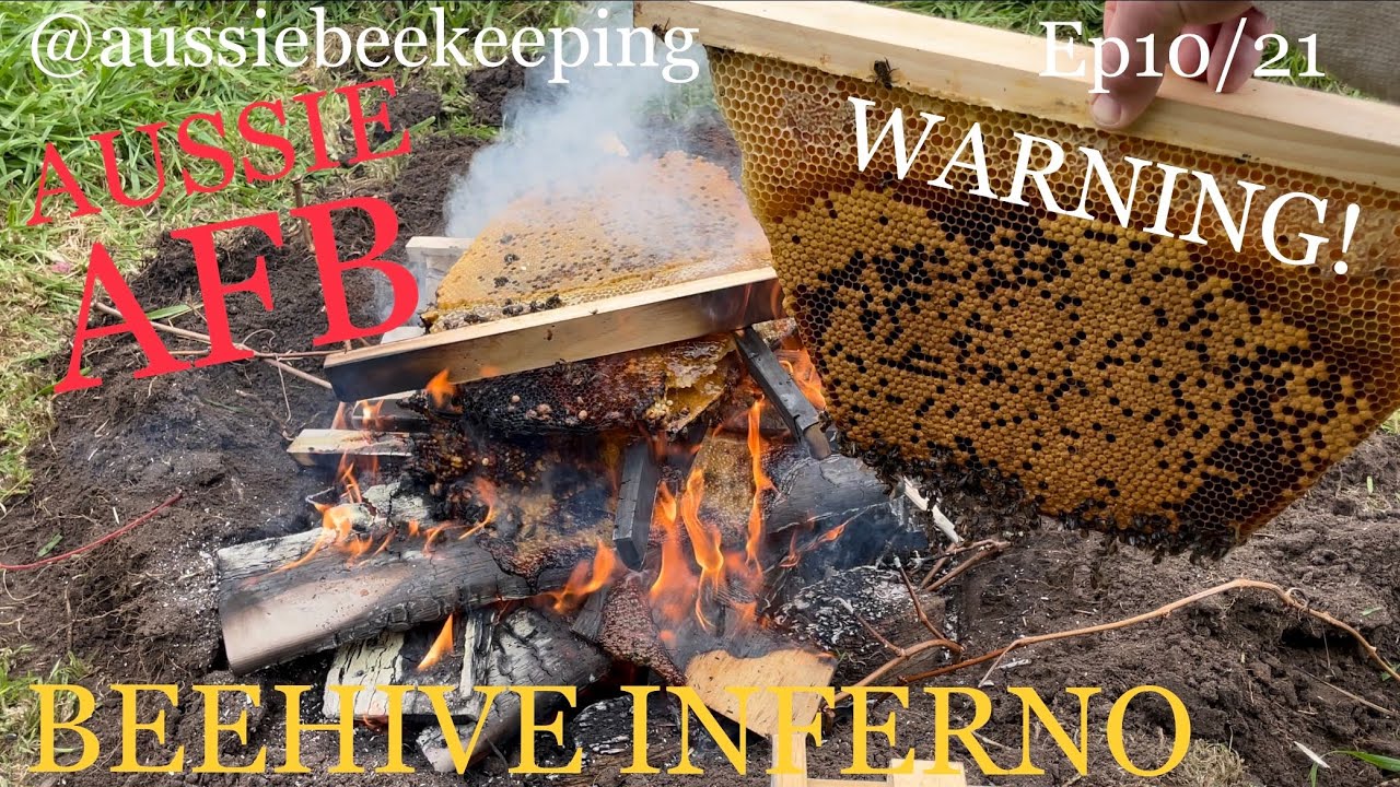 Burning my Beehives! American Foul Brood Diagnosis. Vic/Au |15th Sep 2021 | aussiebeekeeping