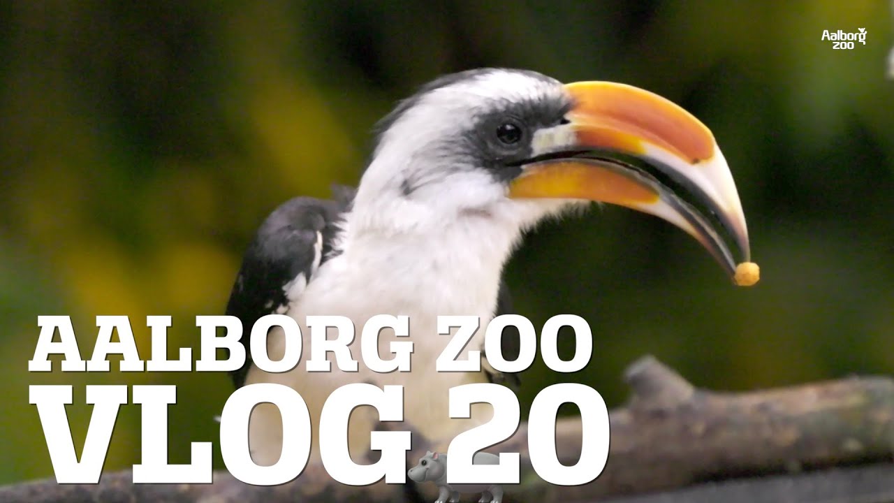 DERFOR HAR VI AVLSSAMARBEJDER FOR TRUEDE DYREARTER│ OVERLEVEDE RENSDYRET? │ AALBORG ZOO VLOG 20