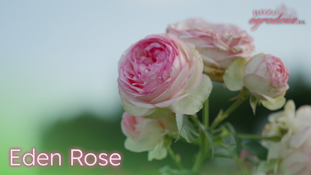 Tej róży nie trzeba nikomu przedstawiać. Róża parkowa Eden Rose