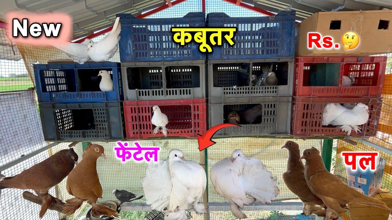 New kabutar le aaye fentel and pal 😍 || fentel pigeon
