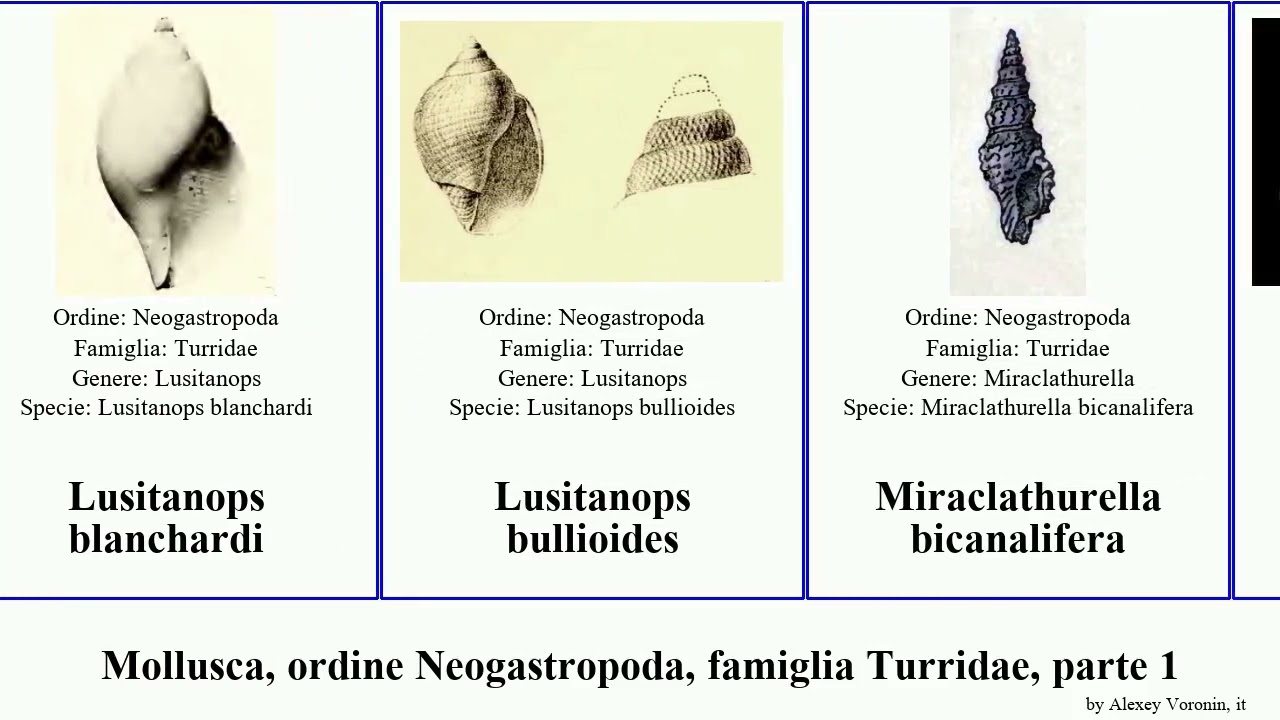 Mollusca, ordine Neogastropoda, famiglia Turridae, parte 2 lienardia lophiotoma raphitoma indica
