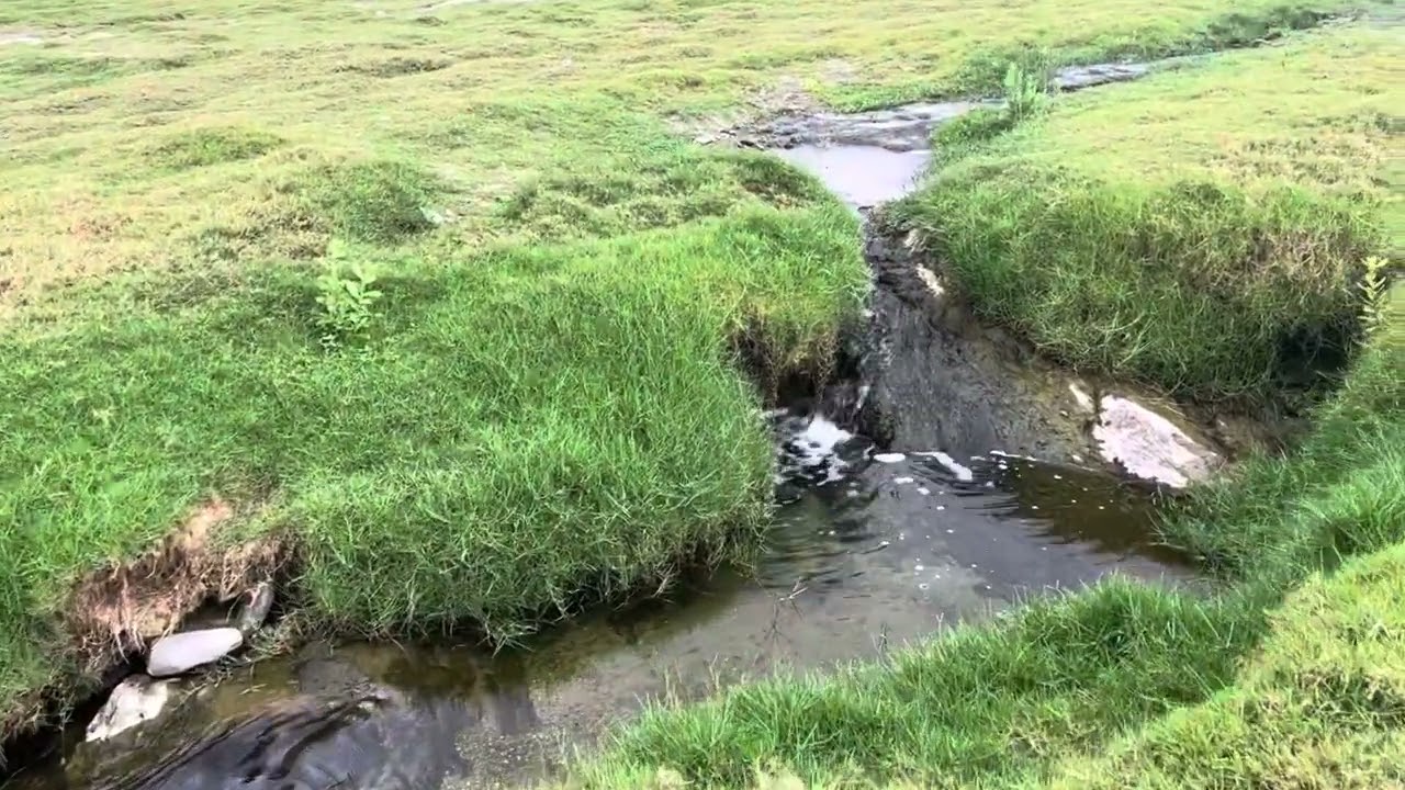 تغذية بصرية