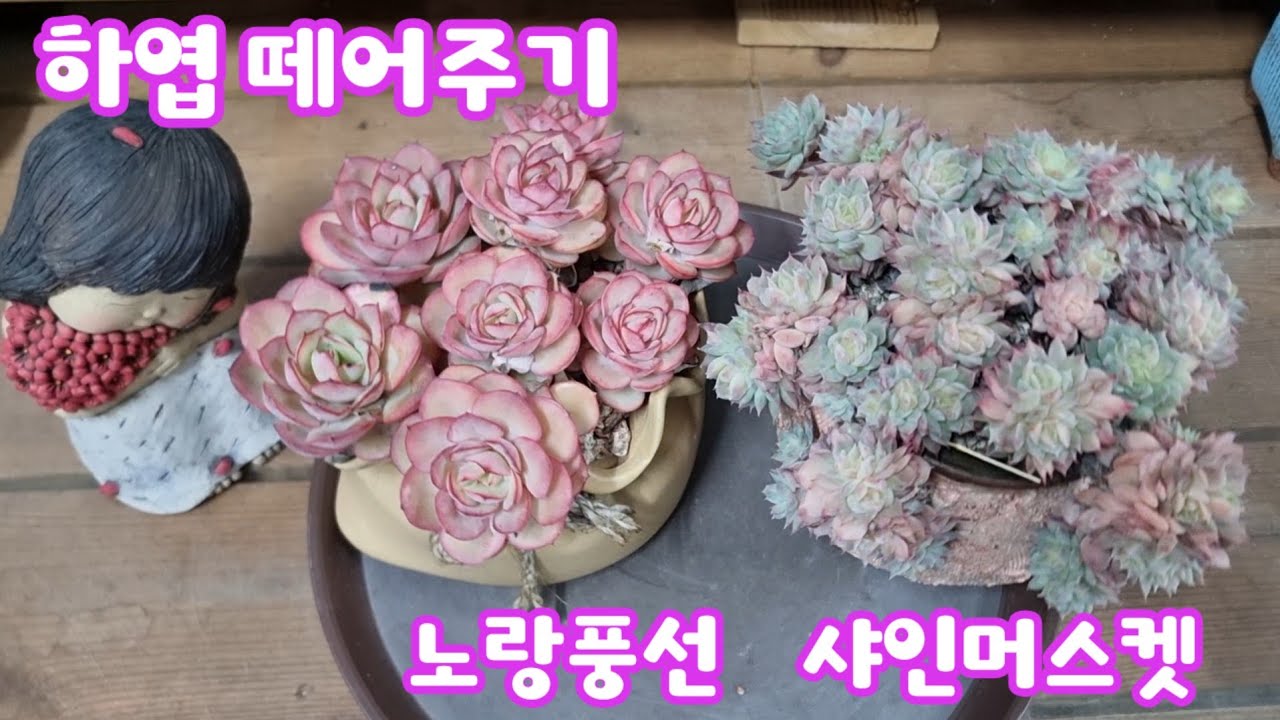 26.2.17 🌹#하엽_떼어주기 노랑풍선 샤인머스켓은 사박토 분갈이해요🌹#다육식물 #다육이 #succulent #러블리로즈다육tv  